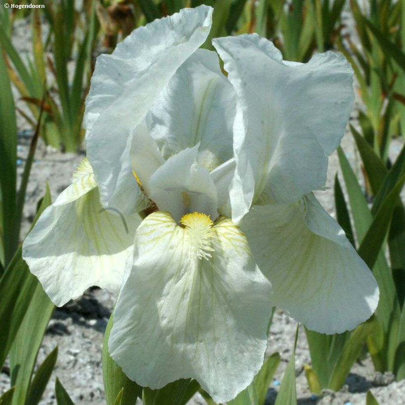 Iris pumila Dream Stuff - Iris nain ou de rocaille (Floraison)