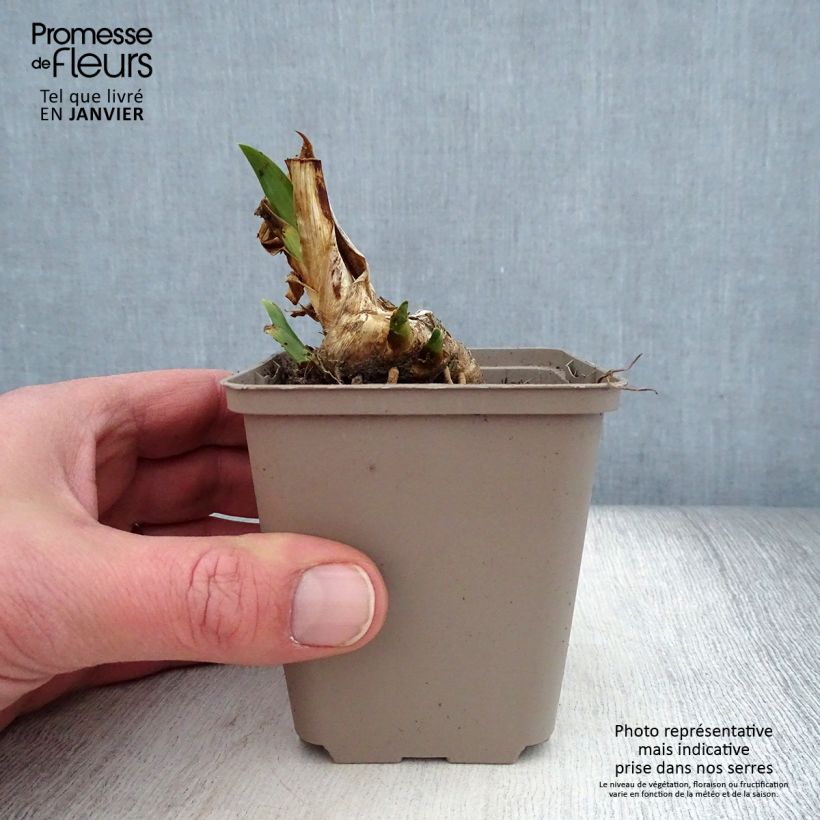Spécimen de Iris pumila Dream Stuff - Iris nain ou de rocaille Godet de 8/9 cm, Calibre 4/6 tel que livré en hiver
