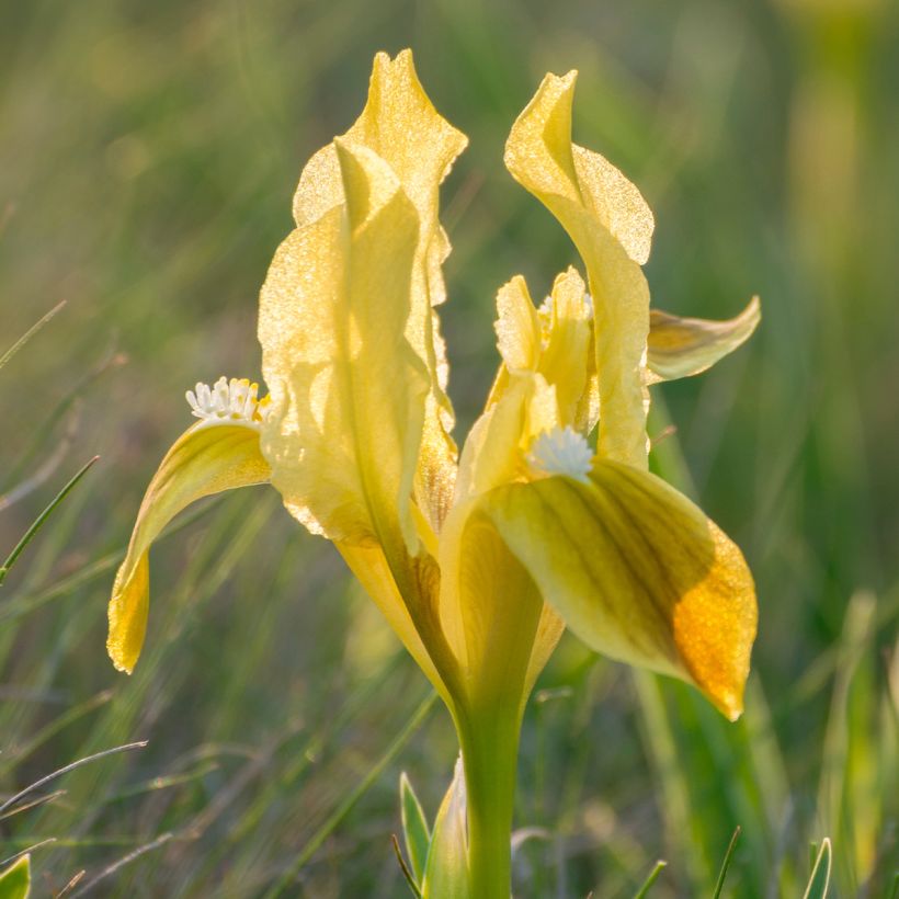 Iris pumila Jaune - Iris nain (Floraison)