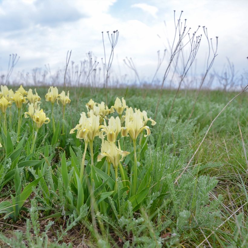 Iris pumila Jaune - Iris nain (Port)