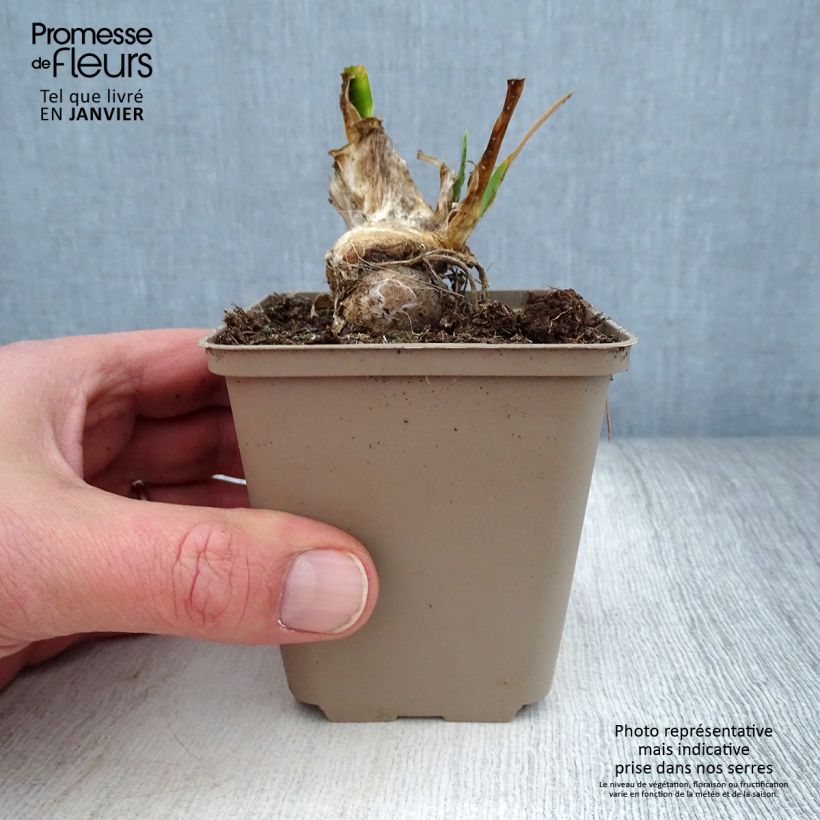 Spécimen de Iris pumila La Ballet - Iris nain ou de rocaille Godet de 8/9 cm, Calibre 4/6 tel que livré en hiver