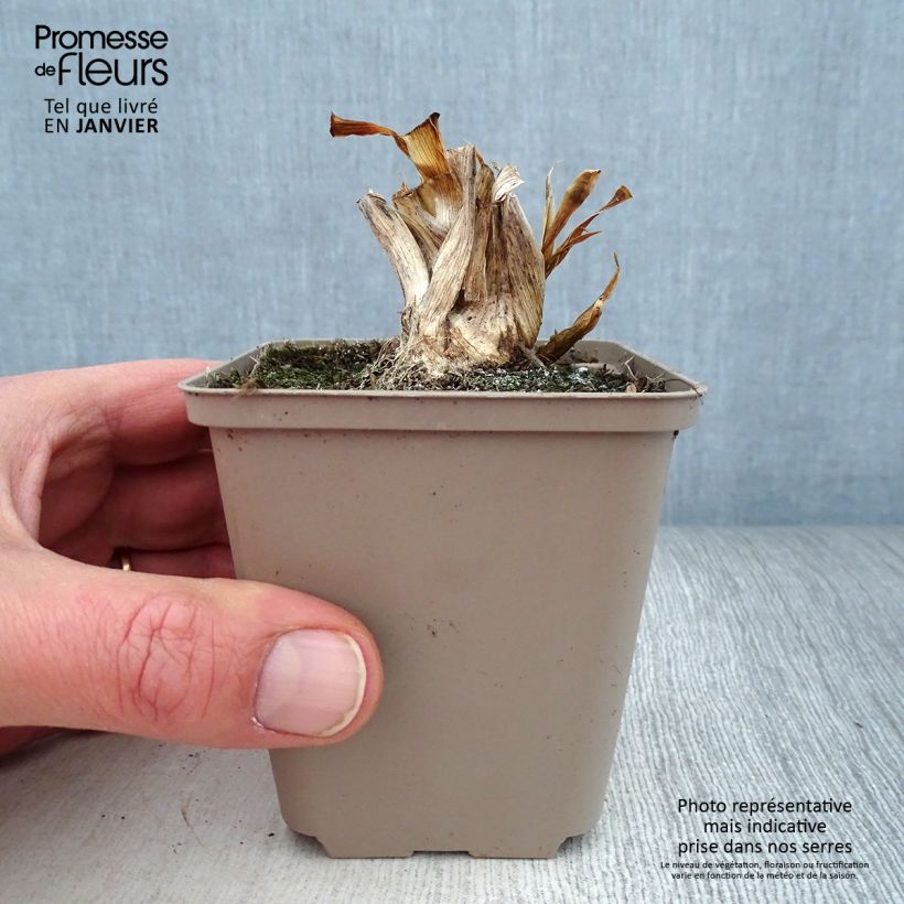Spécimen de Iris pumila Smell The Roses - Iris nain ou de rocaille remontant Rhizome ou godet tel que livré en hiver
