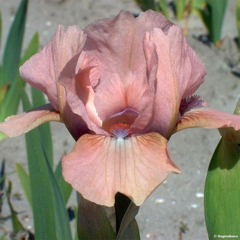 Iris pumila Volts - Iris nain ou de rocaille (Floraison)