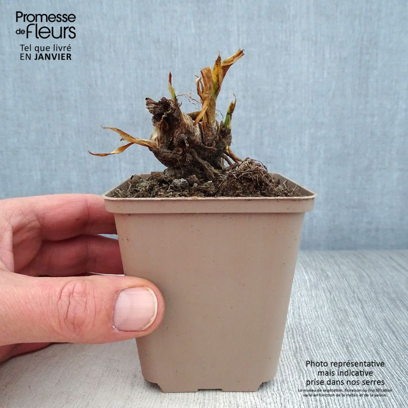 Spécimen de Iris pumila Volts - Iris nain ou de rocaille Rhizome ou godet tel que livré en hiver