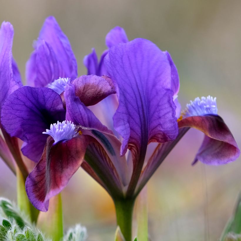 Iris pumila Daring Do - Iris nain ou de rocaille (Floraison)