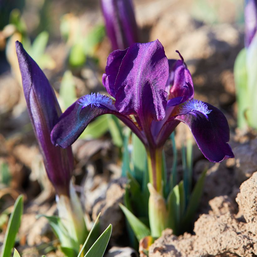 Iris pumila Daring Do - Iris nain ou de rocaille (Port)
