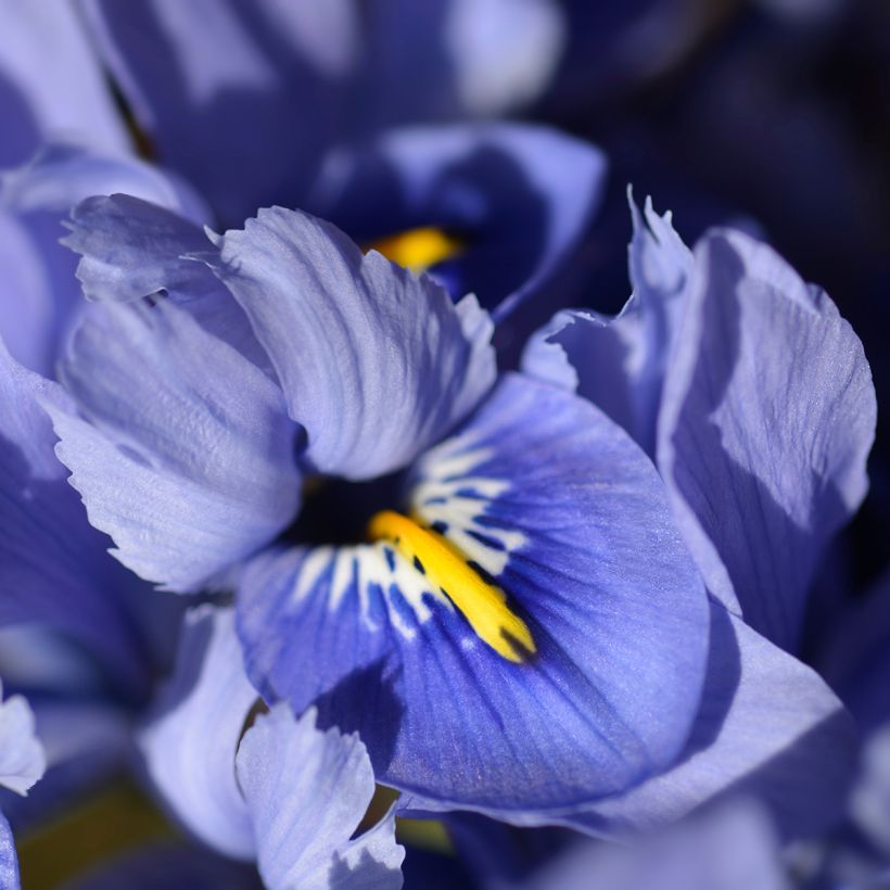 Iris reticulata Alida - Iris réticulé (Floraison)