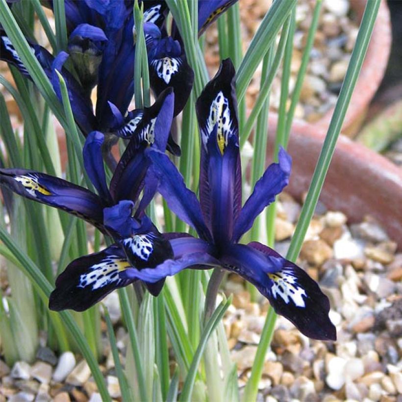 Iris reticulata Blue Note (Floraison)