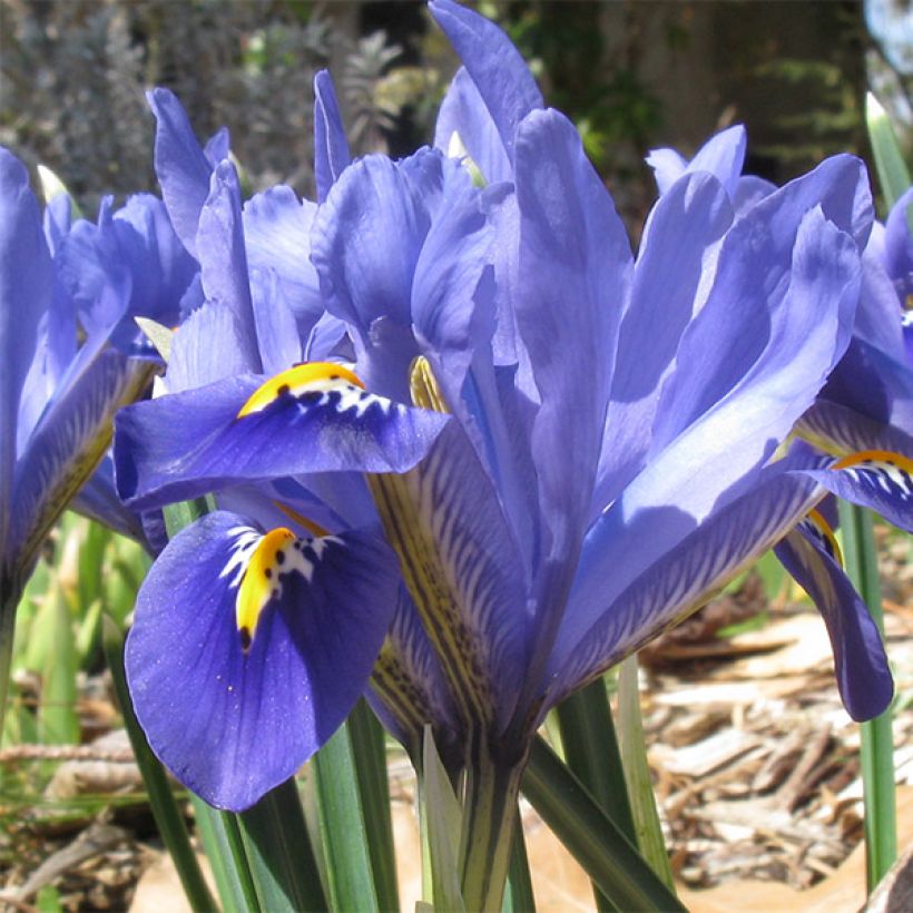 Iris reticulata Cantab (Floraison)