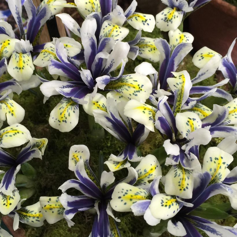 Iris reticulata Eyecatcher (Floraison)