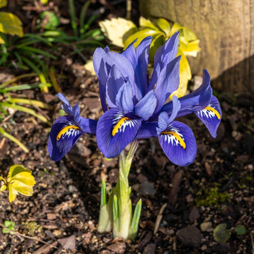 Iris reticulata Harmony (Port)