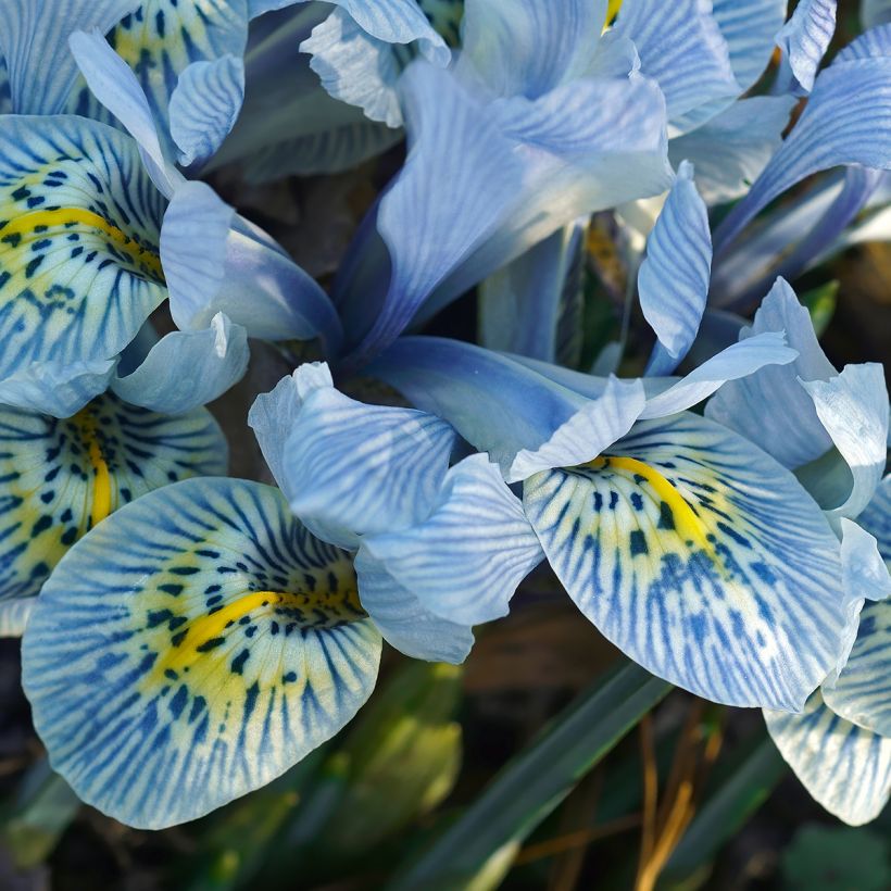 Iris reticulata Katharina Hodgkin (Floraison)