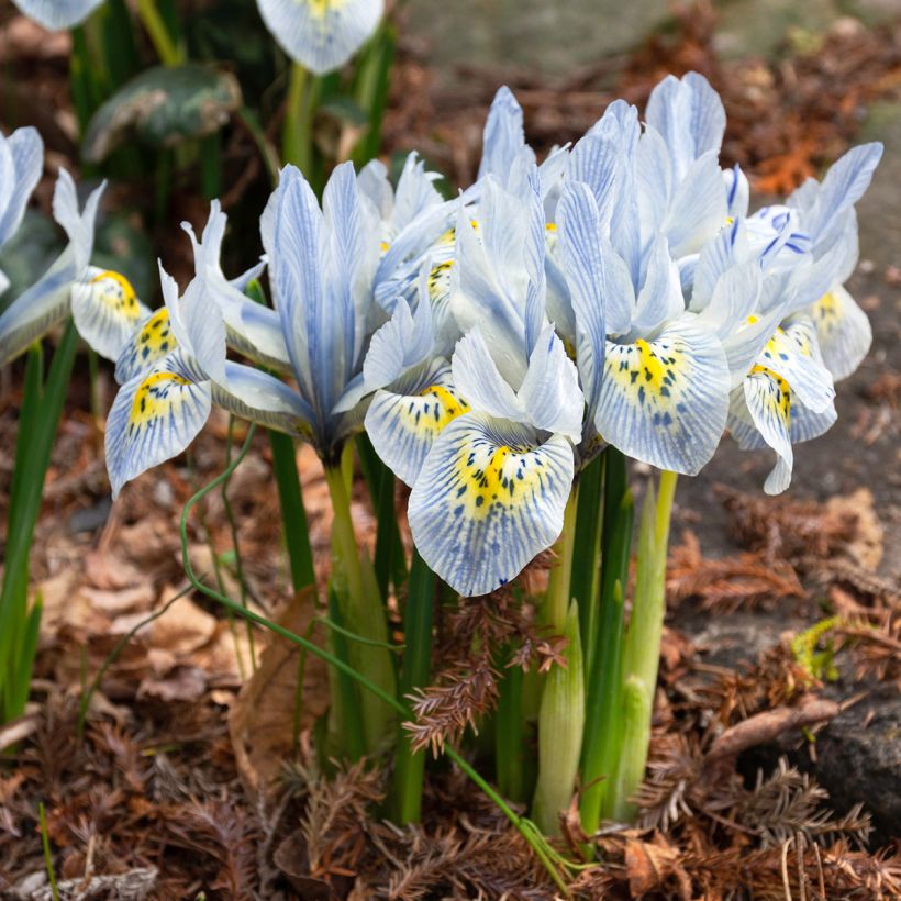 Iris reticulata Katharina Hodgkin (Port)