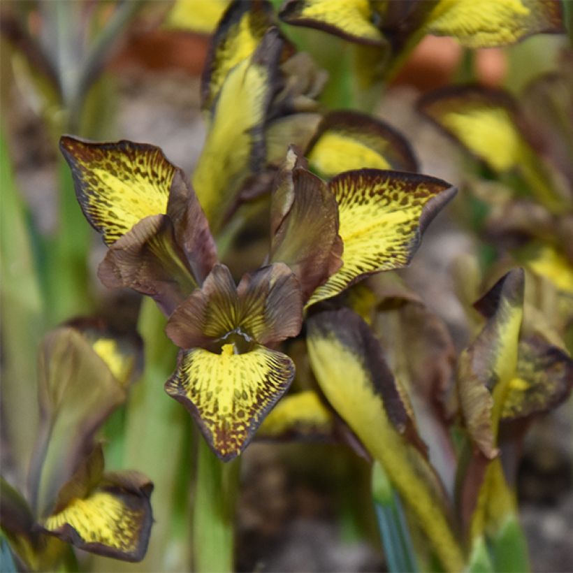 Iris reticulata Mars Landing (Floraison)