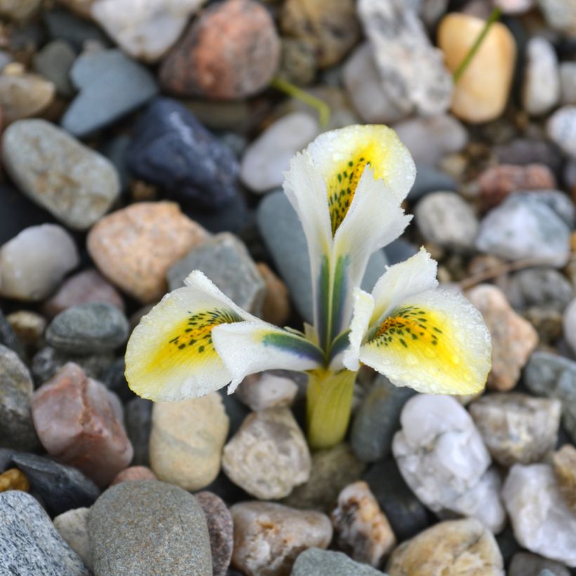 Iris reticulata North Star (Floraison)