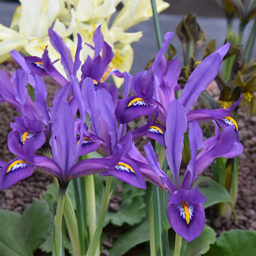 Iris reticulata Scent Sational (Floraison)