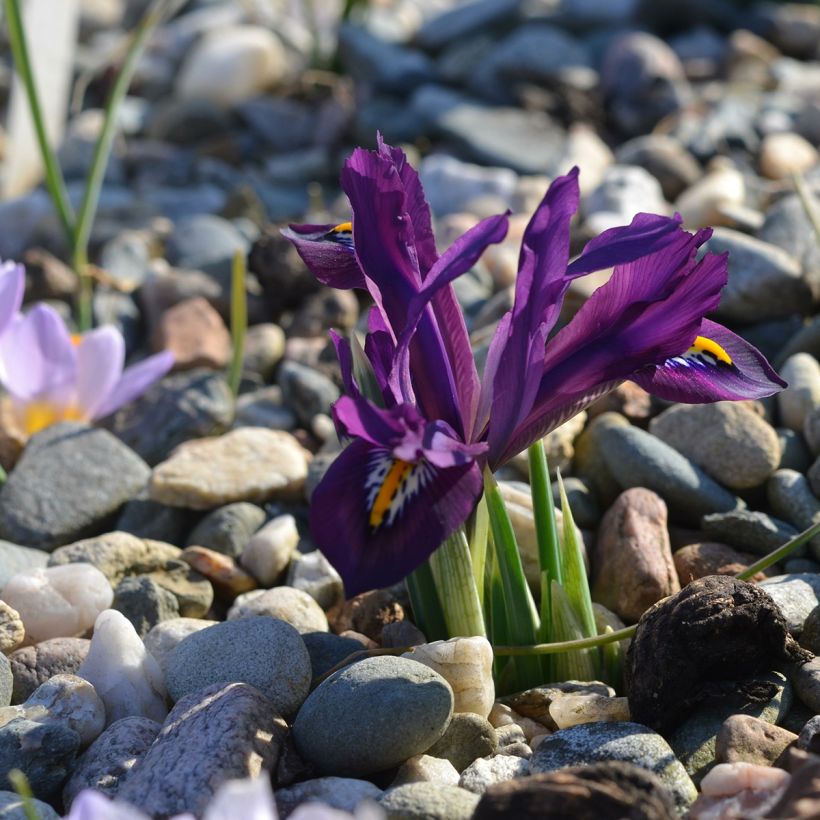 Iris reticulata Scent Sational (Port)