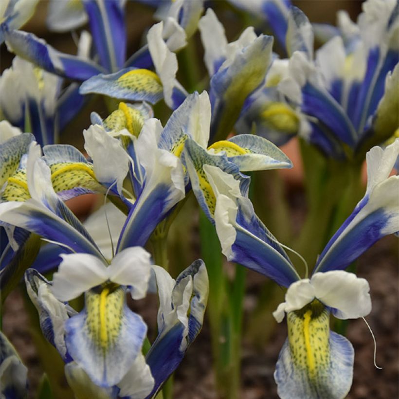 Iris reticulata Sea Breeze (Floraison)