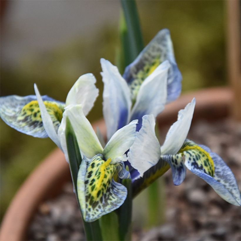 Iris reticulata Splish Splash (Floraison)