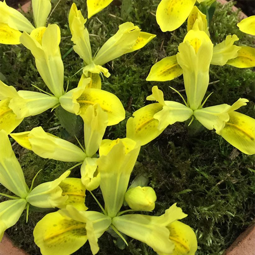 Iris reticulata Sunshine (Floraison)