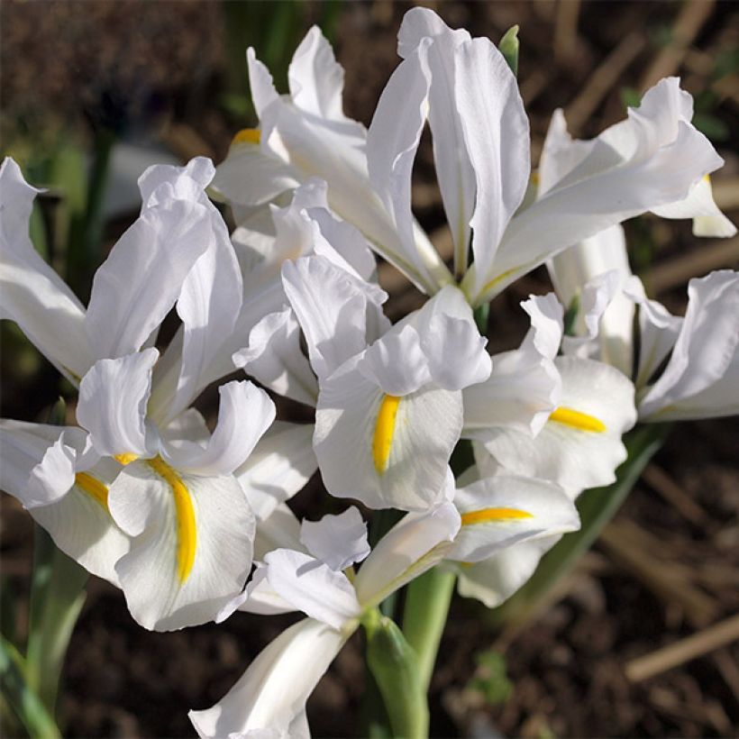 Iris reticulata White Caucasus (Floraison)