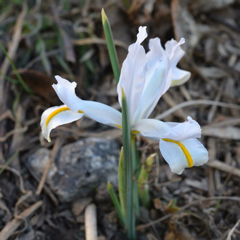 Iris reticulata White Caucasus (Port)