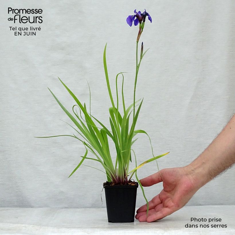 Spécimen de Iris setosa - Iris d'Alaska Godet de 8/9 cm tel que livré en été