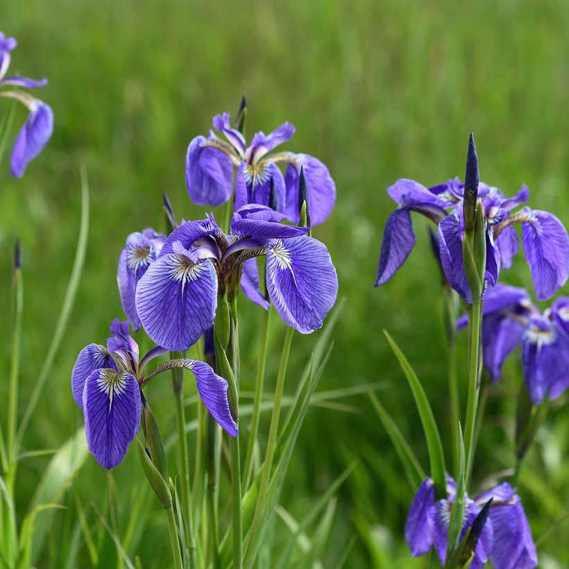 Iris setosa - Iris d'Alaska (Port)