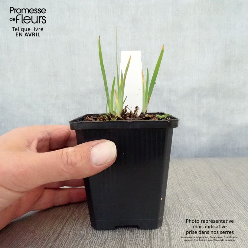 Spécimen de Iris setosa - Iris d'Alaska Godet de 8/9 cm tel que livré au printemps