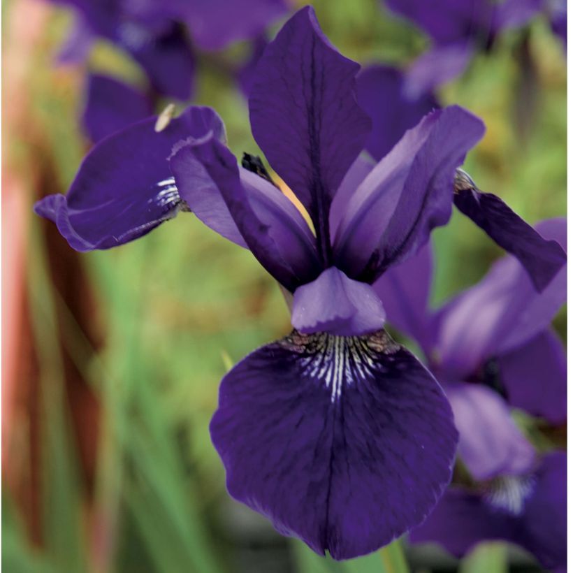 Iris de Sibérie - Iris sibirica Caesar's Brother (Floraison)