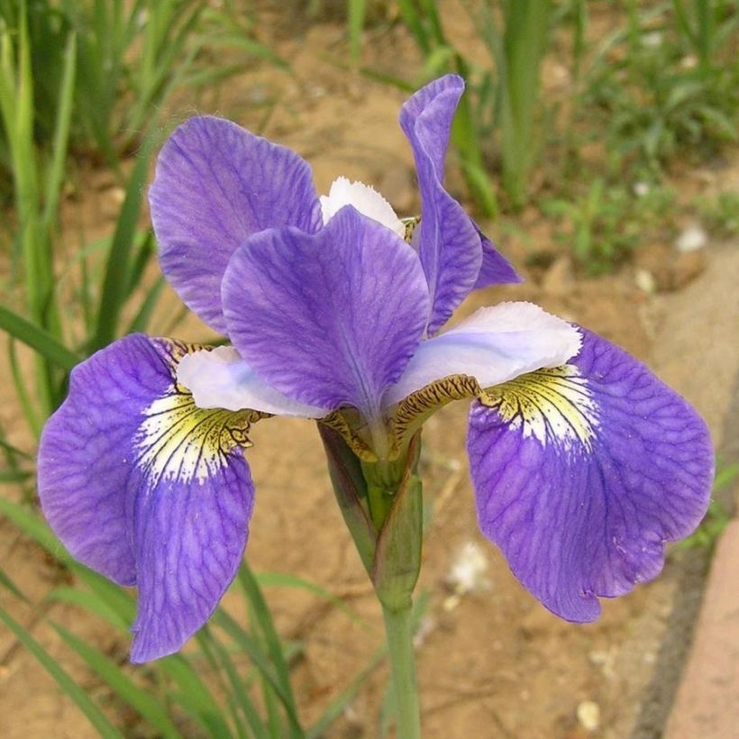 Iris sibirica Perry's Blue - Iris de Sibérie (Floraison)
