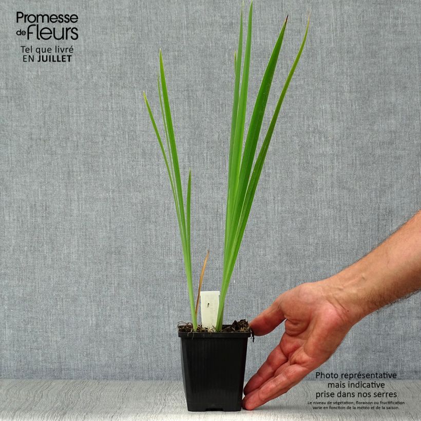 Spécimen de Iris sibirica Perry's Blue - Iris de Sibérie Godet de 8/9 cm tel que livré en été