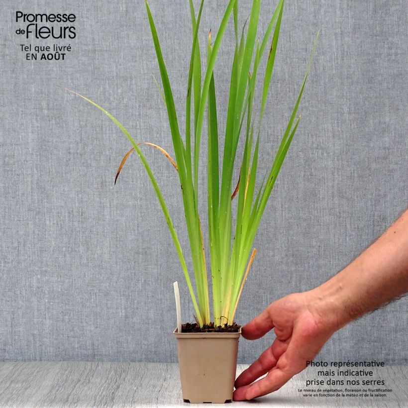 Spécimen de Iris sibirica Persimmon - Iris de Sibérie Godet de 8/9 cm tel que livré en été