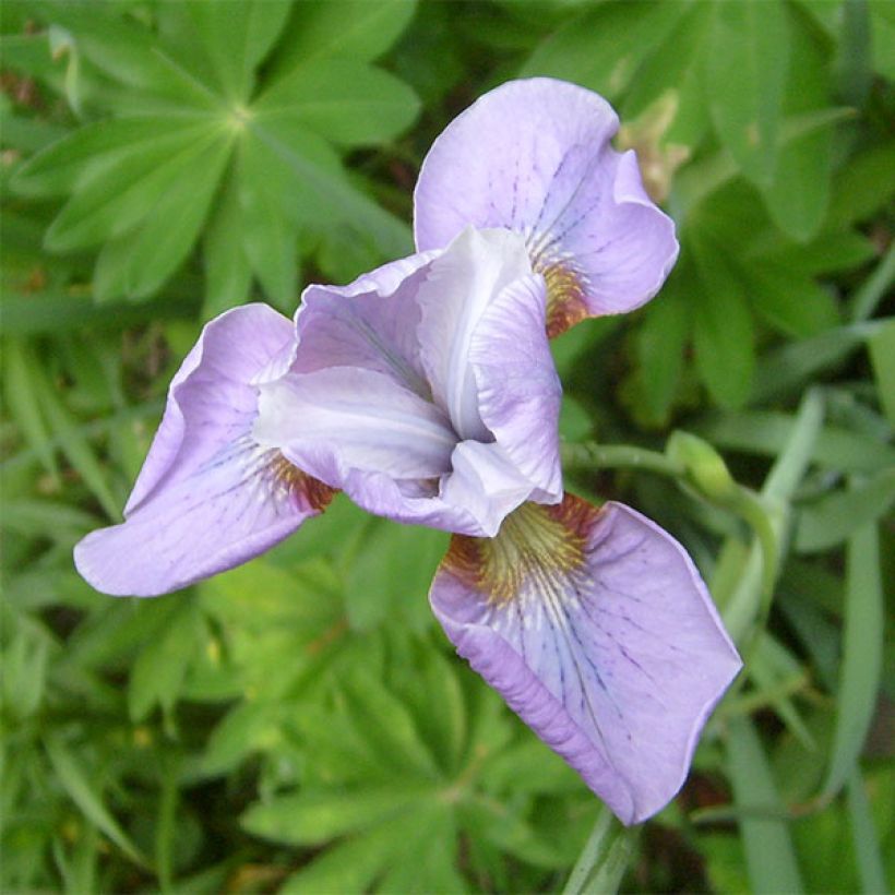 Iris de Sibérie - Iris sibirica Rikugi Sakura (Floraison)