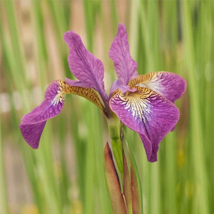 Iris de Sibérie - Iris sibirica Sparkling Rose (Floraison)