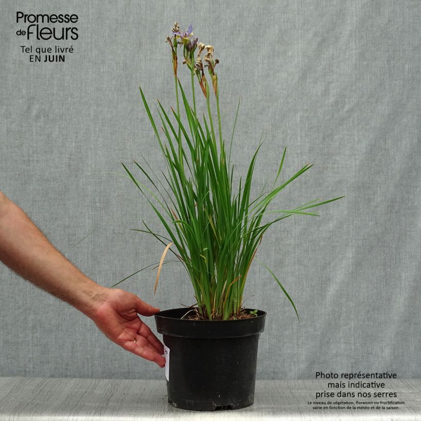Spécimen de Iris sibirica Tipped in Blue - Iris de Sibérie - Pot de 4L/5L tel que livré en été