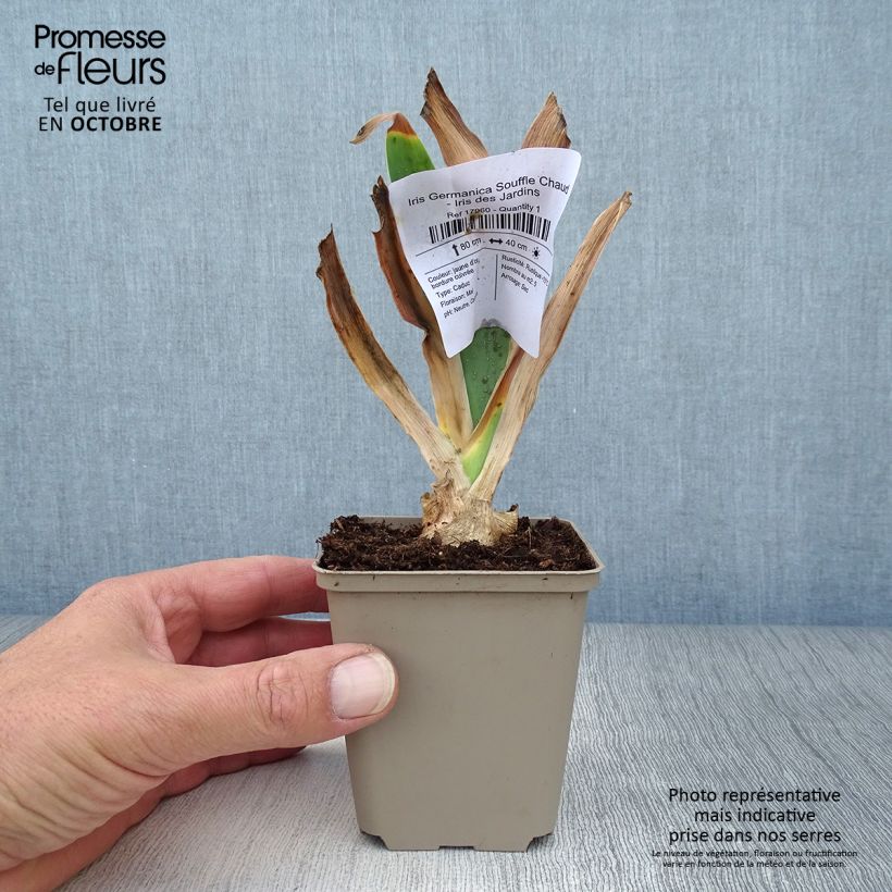 Spécimen de Iris Germanica Souffle Chaud - Iris des Jardins Godet de 8/9 cm tel que livré en automne