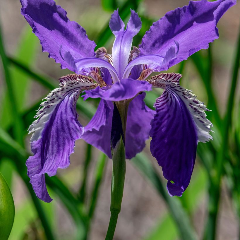 Iris tectorum - Iris des toits (Floraison)