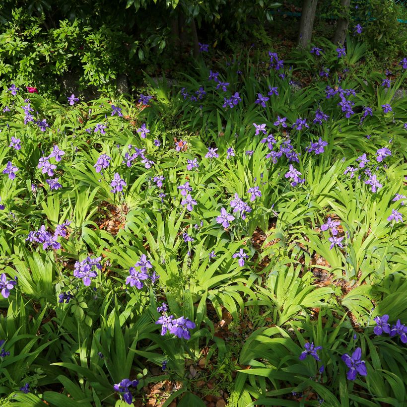 Iris tectorum - Iris des toits (Port)