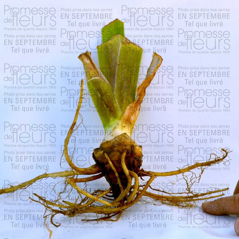 Exemple de spécimen de Iris germanica Total Recall Godet de 8/9 cm tel que livré