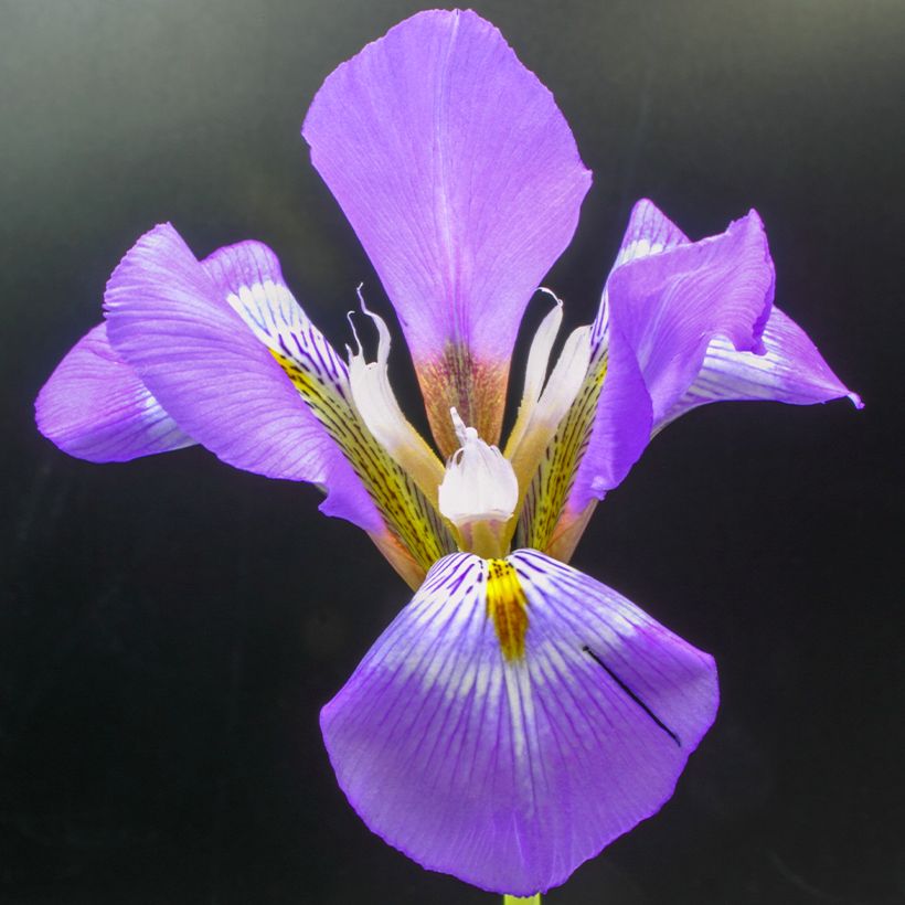 Iris unguicularis - Iris d'Alger (Floraison)