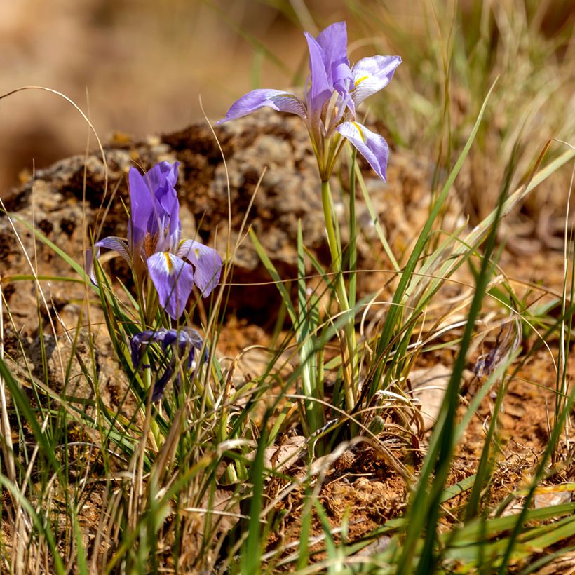 Iris unguicularis - Iris d'Alger (Port)
