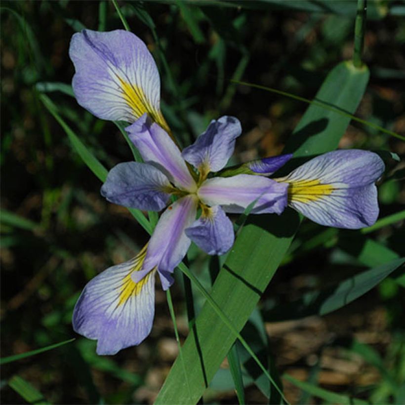Iris versicolor - Iris versicolore (Floraison)
