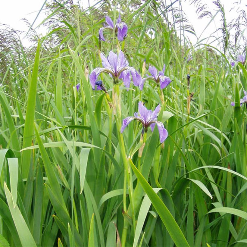 Iris versicolor - Iris versicolore (Port)