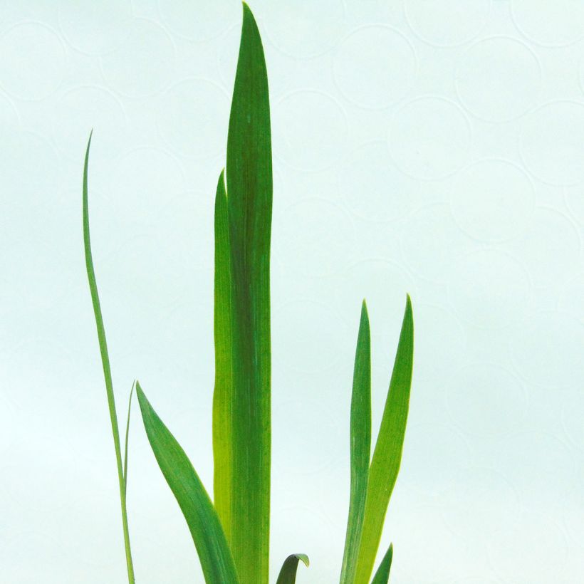 Iris versicolor - Iris versicolore (Feuillage)