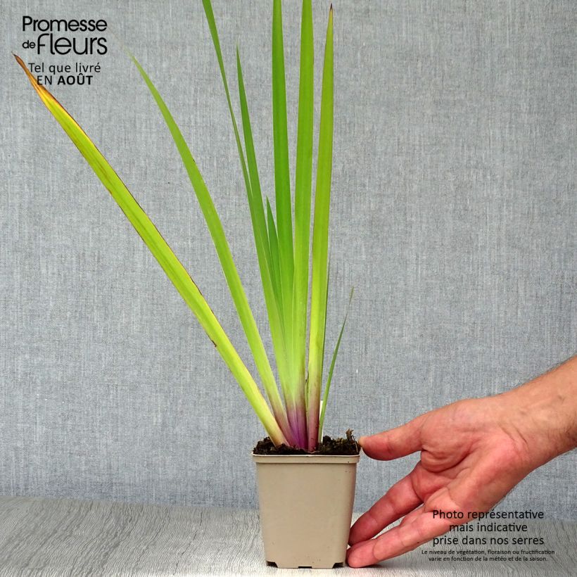 Spécimen de Iris versicolor - Iris versicolore Godet de 8/9 cm tel que livré en été