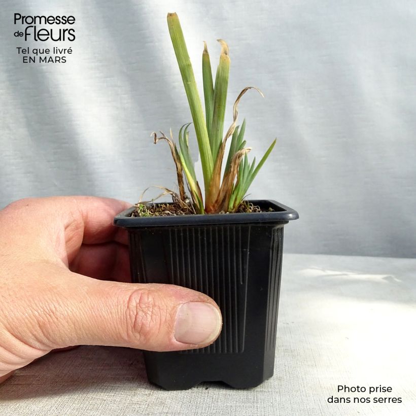 Spécimen de Iris versicolor - Iris versicolore Godet de 8/9cm tel que livré au printemps