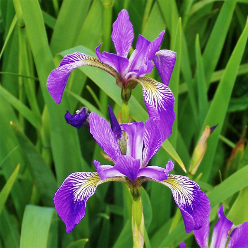 Iris versicolor Kermesina - Iris des marais (Floraison)