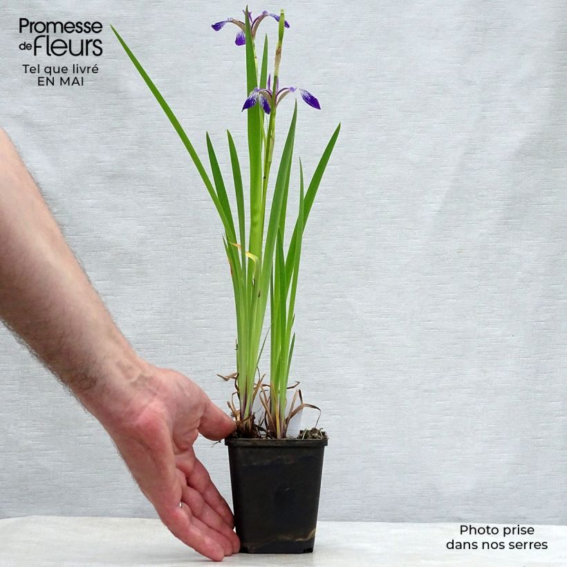 Spécimen de Iris versicolor Kermesina - Iris des marais tel que livré au printemps