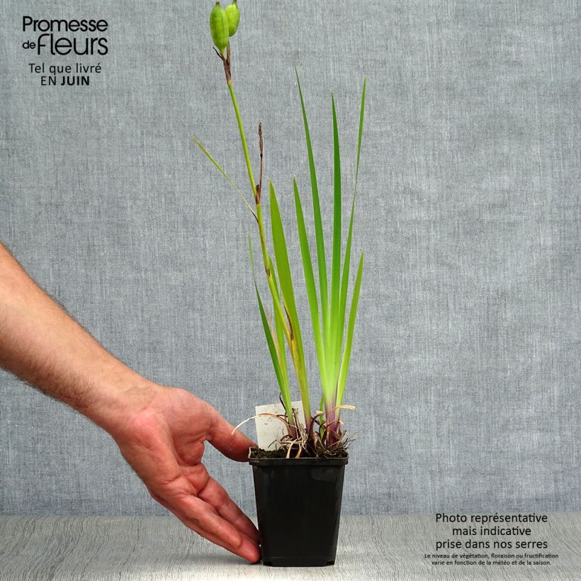 Spécimen de Iris versicolor Kermesina - Iris des marais Godet de 8/9 cm tel que livré en été